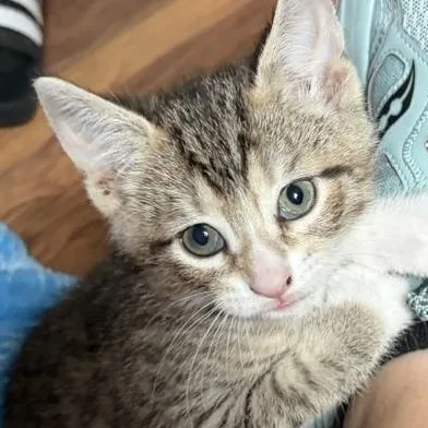 Kristoff