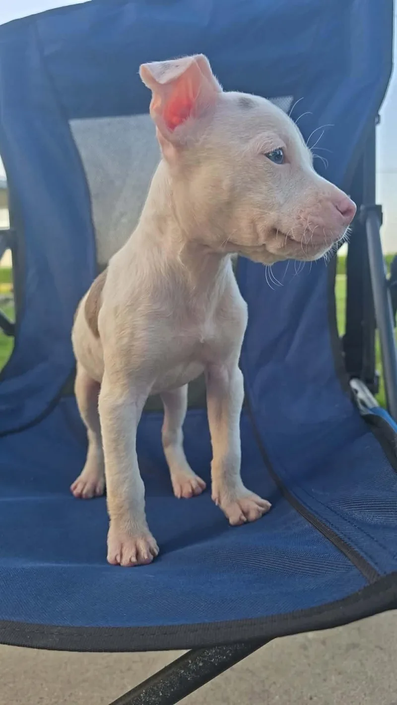 A baby medium-sized female White / Cream Pit Bull Terrier dog named Hollis sweet baby girl for adoption in RUSSIAVILLE, IN