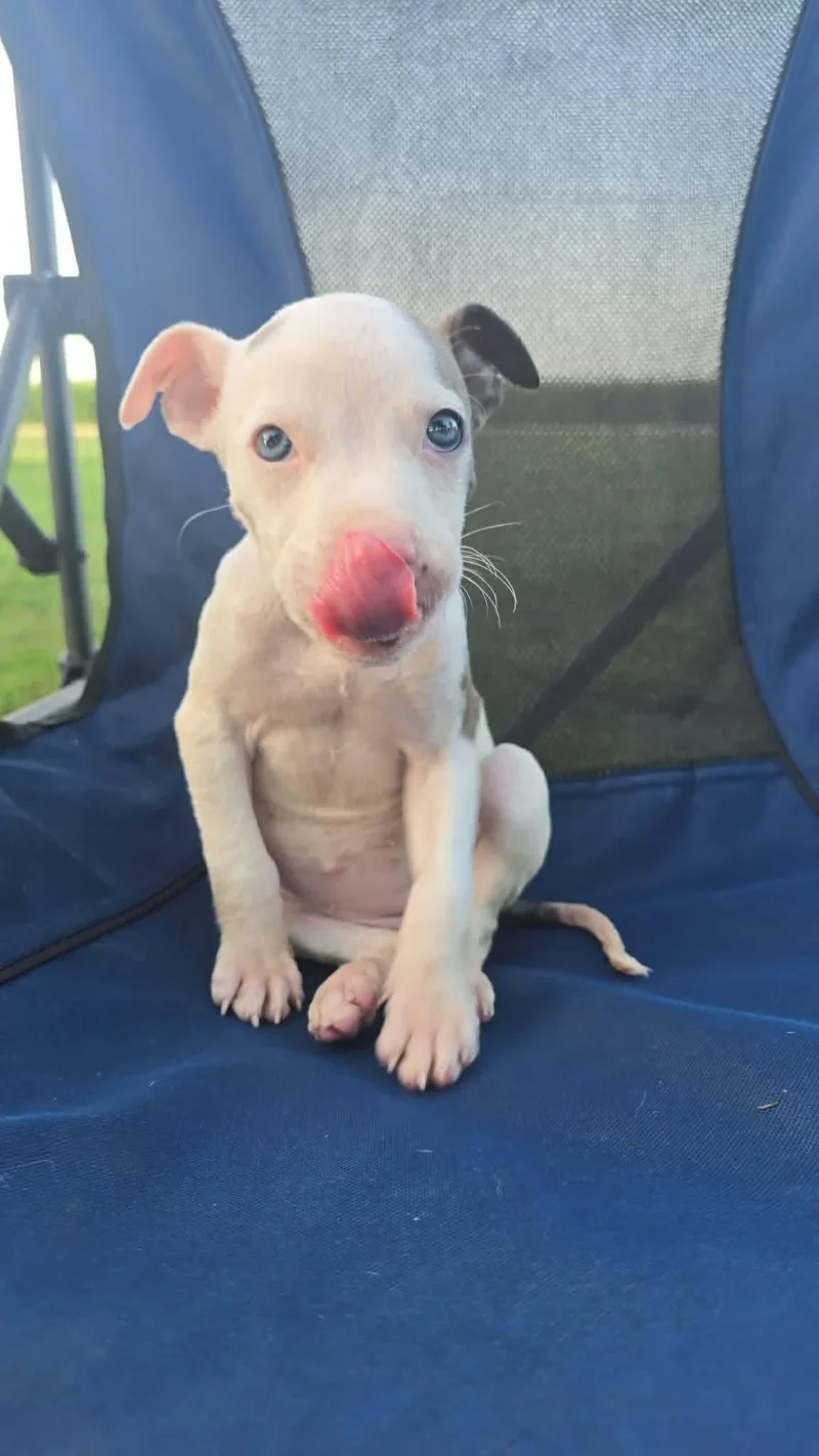 Hollis sweet baby girl thumbnail 2