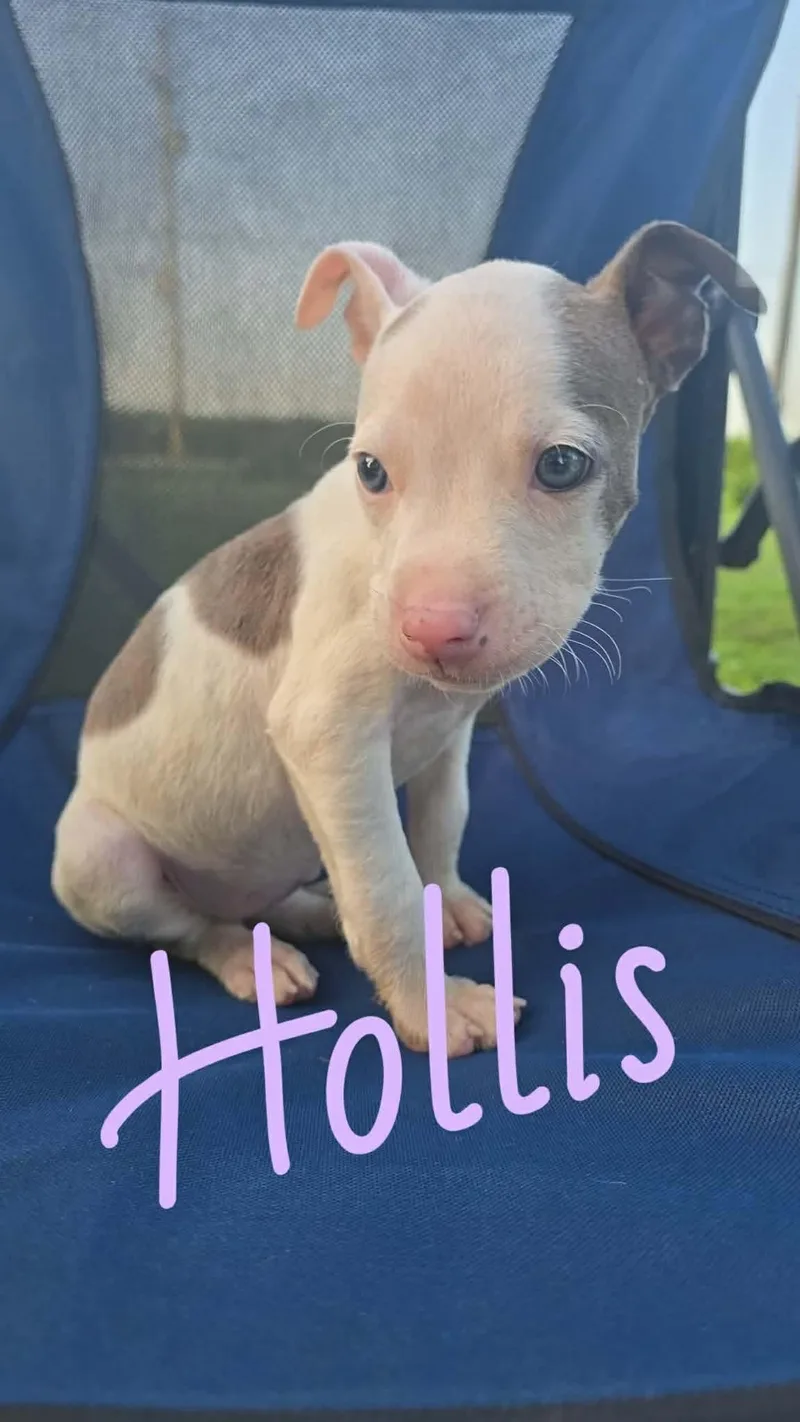 Hollis sweet baby girl thumbnail 3