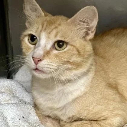 An adult medium-sized male Orange & White Domestic Short Hair cat named Aslan for adoption in Athens, GA