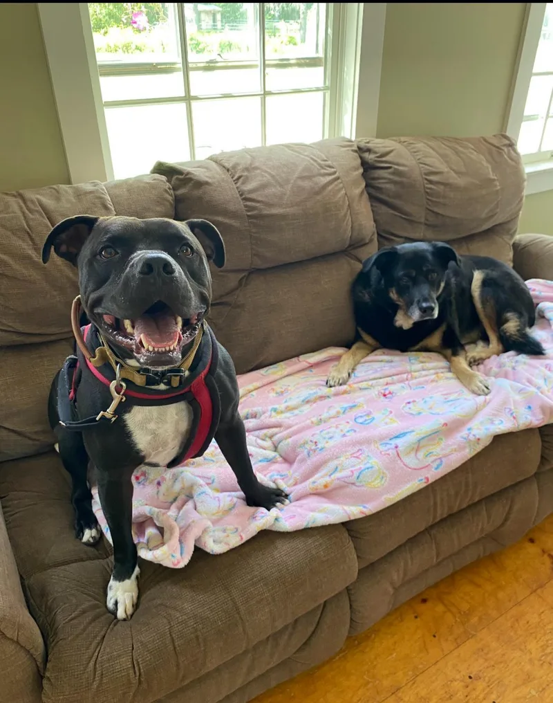 An adult medium-sized male Black Pit Bull Terrier dog named Chance for adoption in New Boston, NH