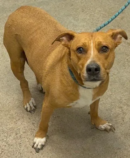 A young medium-sized female Brown / Chocolate Pit Bull Terrier dog named Maggie for adoption in Cleveland, OH