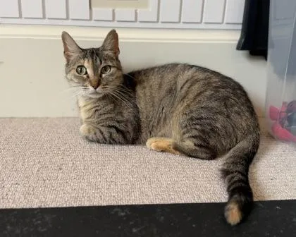 An adult small-sized female Domestic Short Hair cat named Soup for adoption in San Antonio, TX