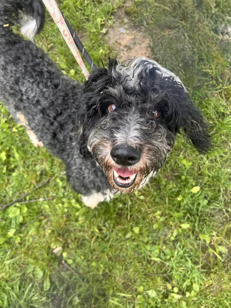A young medium-sized male Sheepadoodle dog named Benji for adoption in Warren, OH