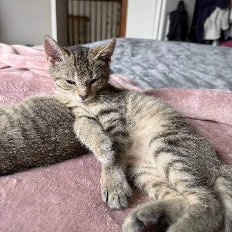 A baby small-sized male Brown / Chocolate Domestic Short Hair cat named Naranja for adoption in Bristol, IN