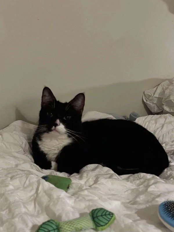 An adult large-sized male Domestic Short Hair cat named Blakey for adoption in Ridgewood, NY