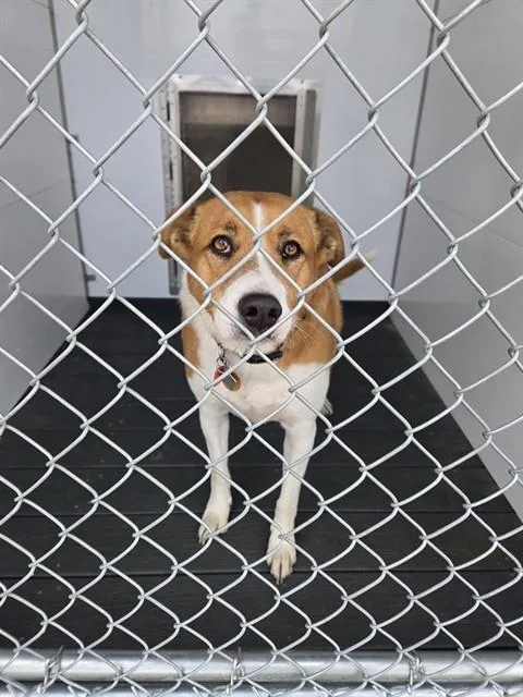 An adult medium-sized female Australian Cattle Dog / Blue Heeler dog named Ginger for adoption in Casper, WY