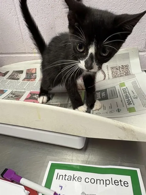 A baby small-sized male Domestic Short Hair cat named Mory for adoption in Jacksonville, FL