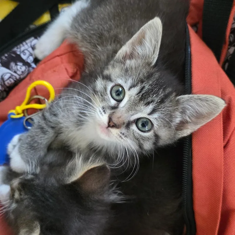 A baby small-sized female Gray / Blue / Silver Domestic Medium Hair cat named Reyna for adoption in Calimesa, CA