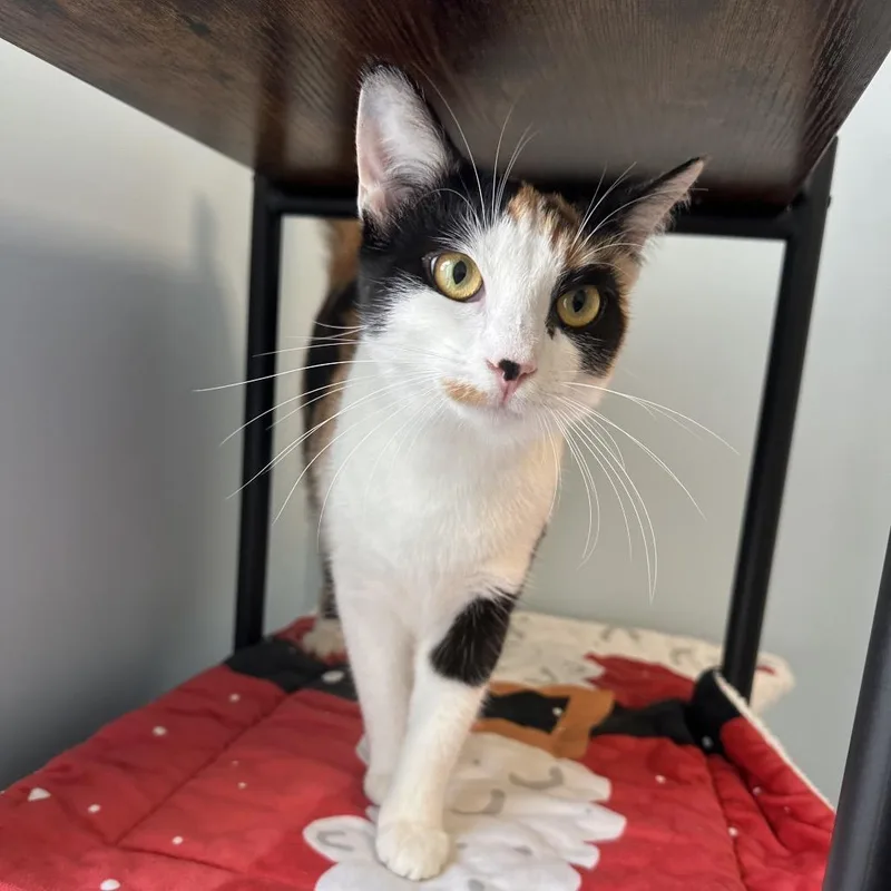 A young medium-sized female Calico Domestic Short Hair cat named Zoey for adoption in Boston, MA