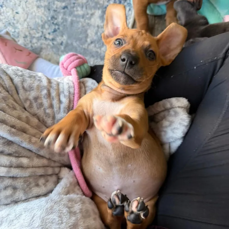 Peony's Pup Finny thumbnail 3