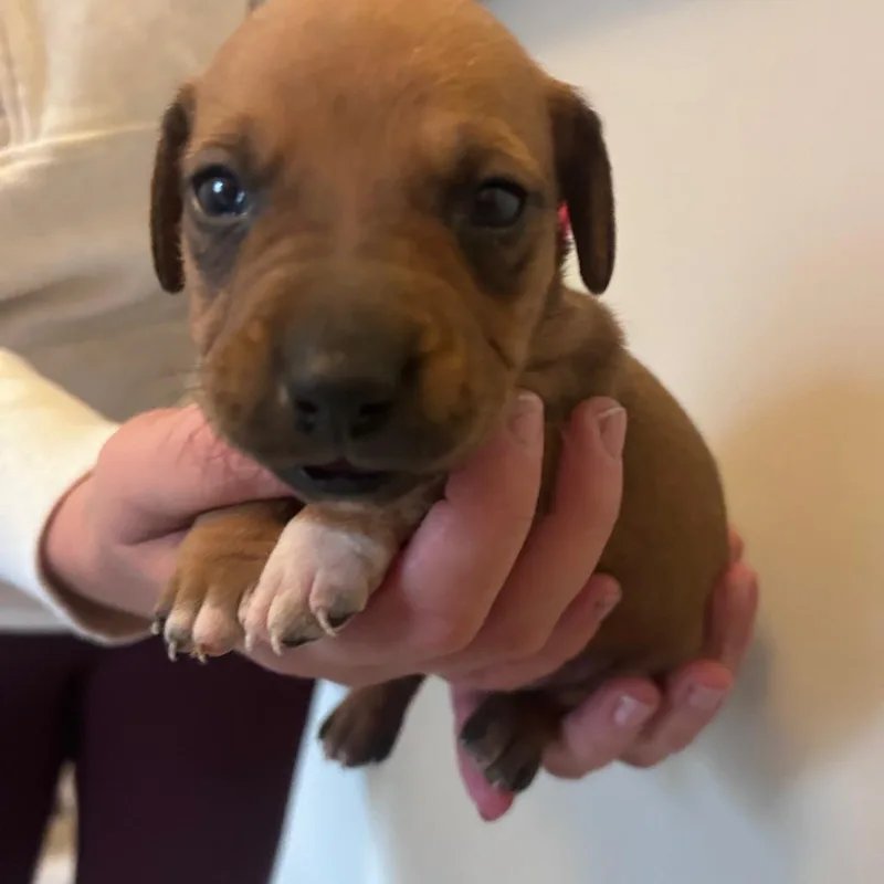 Peony's Pup Finny thumbnail 4