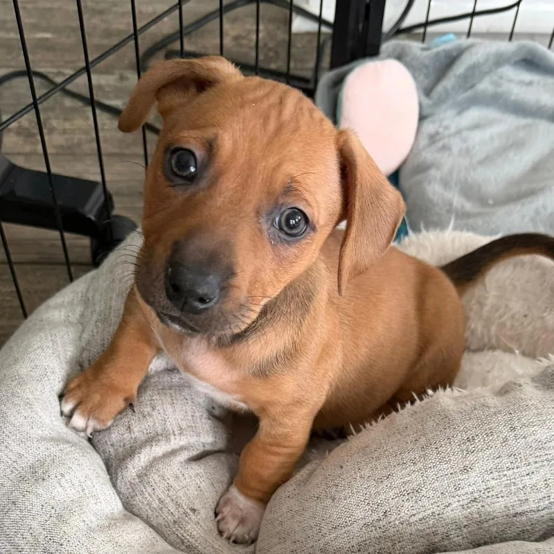 Peony's Pup Finny thumbnail 5