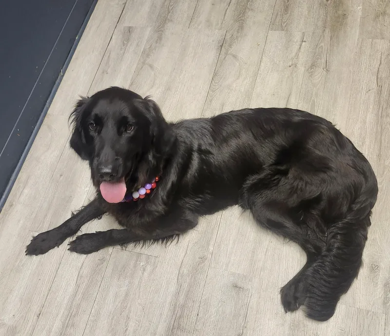 A young medium-sized female Black Flat-Coated Retriever dog named Countess Wiggle for adoption in Mansfield, OH