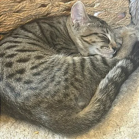 A baby small-sized male Brown / Chocolate Domestic Short Hair cat named Barley for adoption in Pleasant Hill, CA