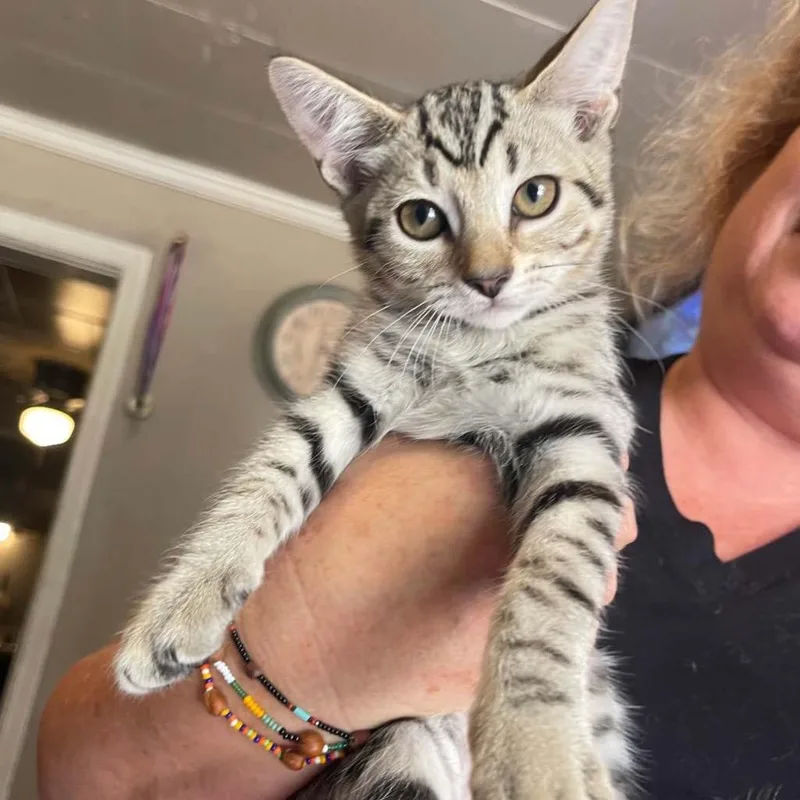 A baby medium-sized female Domestic Short Hair cat named Rose for adoption in St. Albans, VT