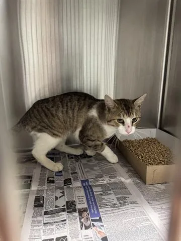 A young small-sized male Domestic Short Hair cat named Zack for adoption in San Martin, CA