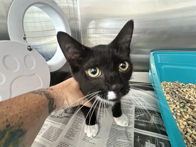 A baby small-sized male Domestic Short Hair cat named Booger Shoes for adoption in Ocala, FL
