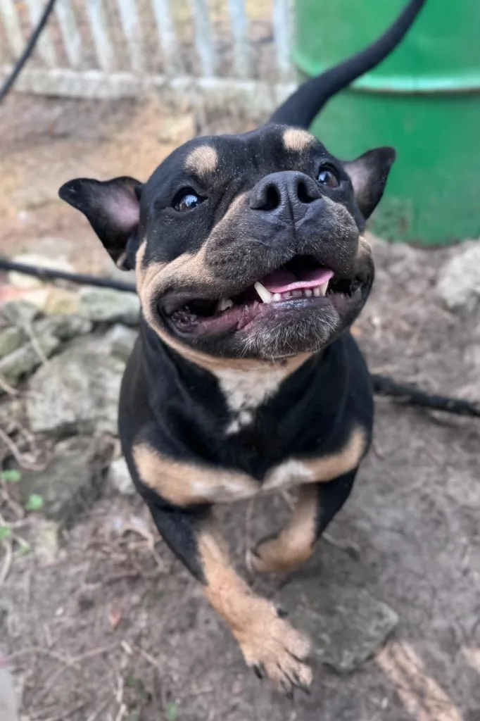 Short Stack thumbnail 2