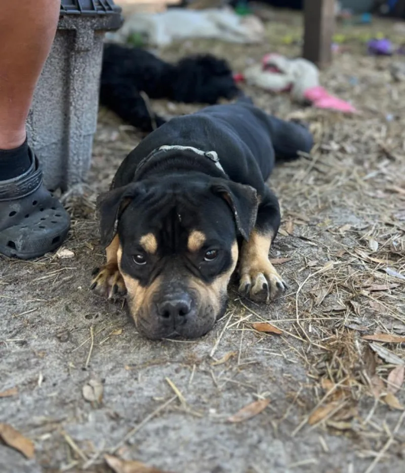 Short Stack thumbnail 4