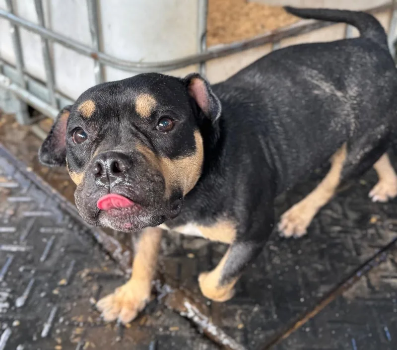 Short Stack thumbnail 5