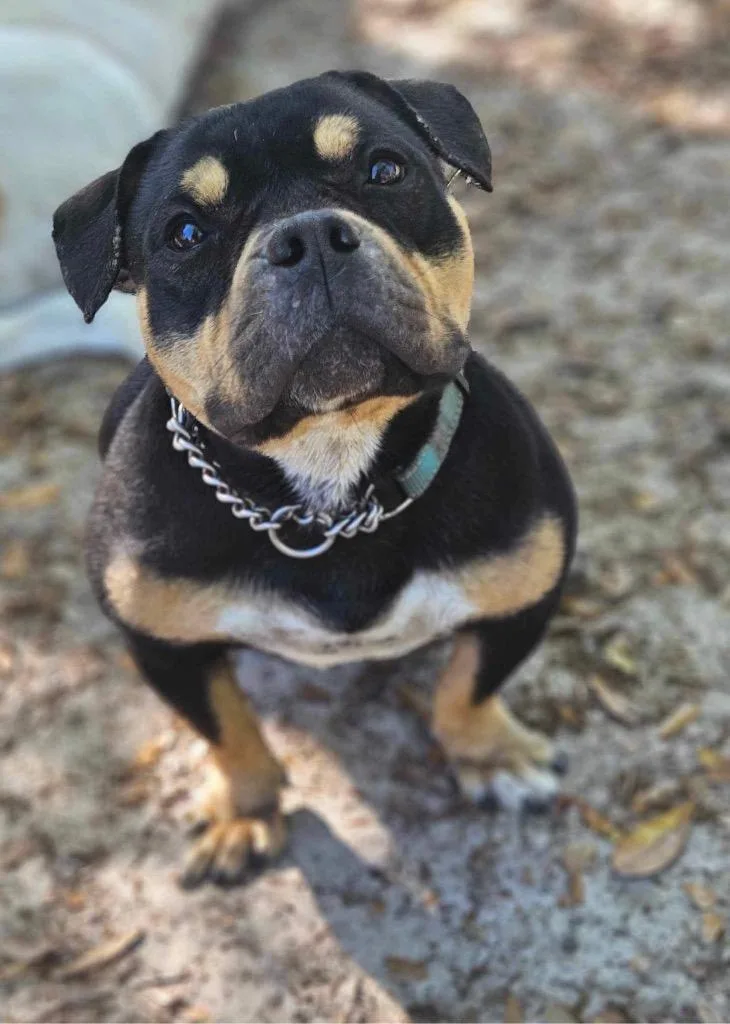 Short Stack thumbnail 6