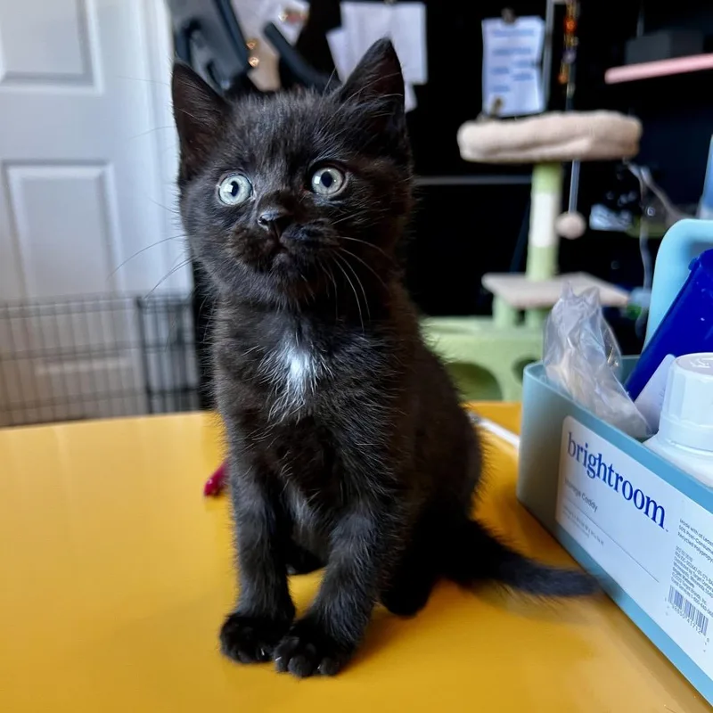 A baby small-sized male Black Domestic Short Hair cat named Atreyu for adoption in Juno Beach, FL