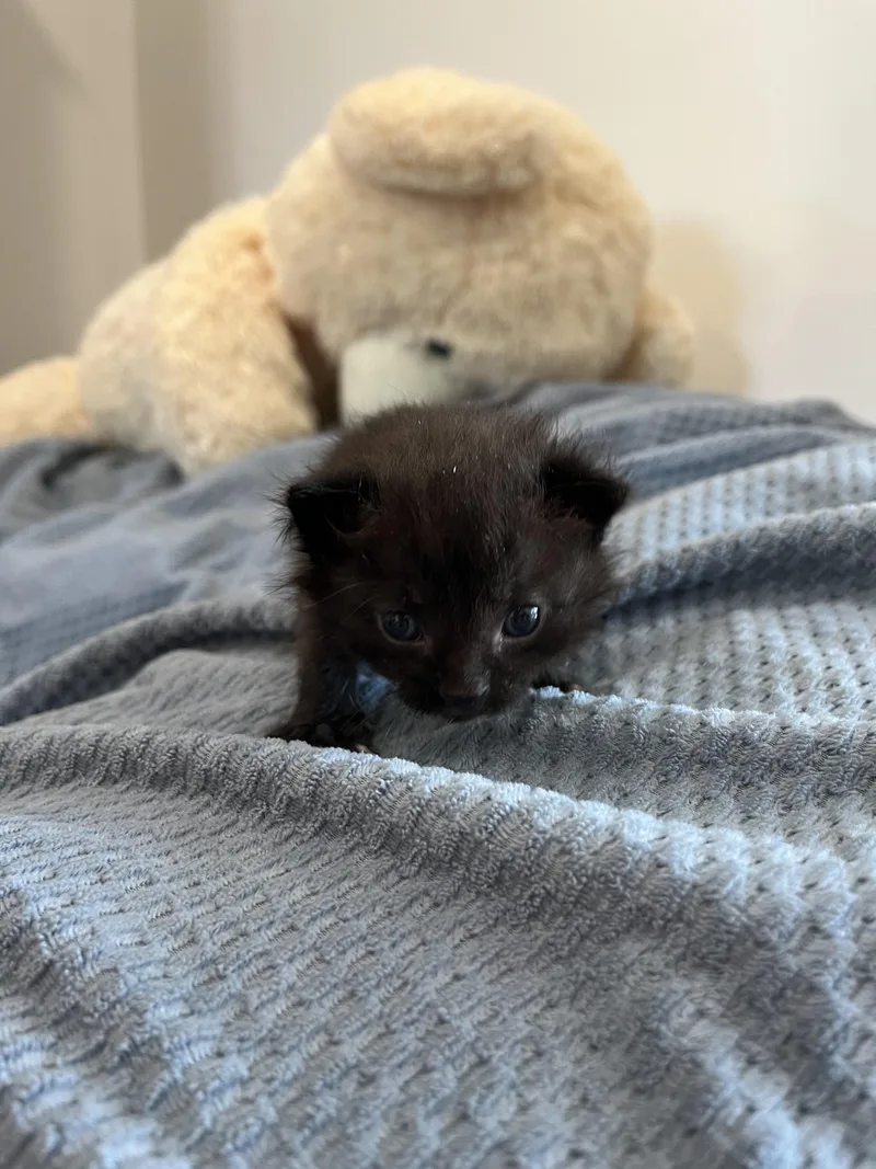A baby medium-sized male Black Domestic Short Hair cat named Starlight Glimmer for adoption in Fruit Heights, UT