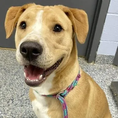 A young medium-sized male Yellow / Tan / Blond / Fawn Mixed Breed dog named Bo for adoption in Yanceyville, NC