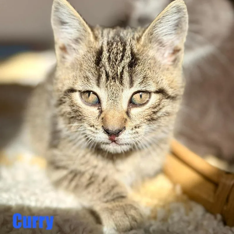 A baby small-sized male Gray / Blue / Silver Domestic Short Hair cat named Curry for adoption in Woodstock, VA