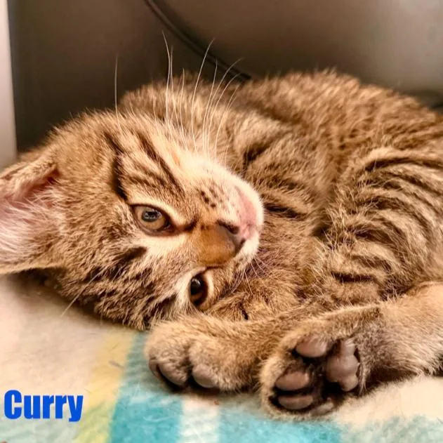 Curry thumbnail 3