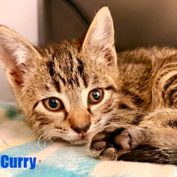 Curry thumbnail 6