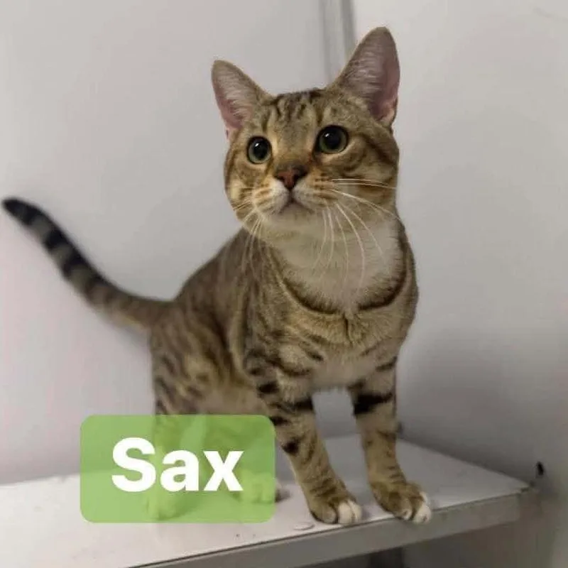 A young large-sized male Brown / Chocolate Domestic Short Hair cat named Sax In Union Bridge for adoption in Alexandria, VA