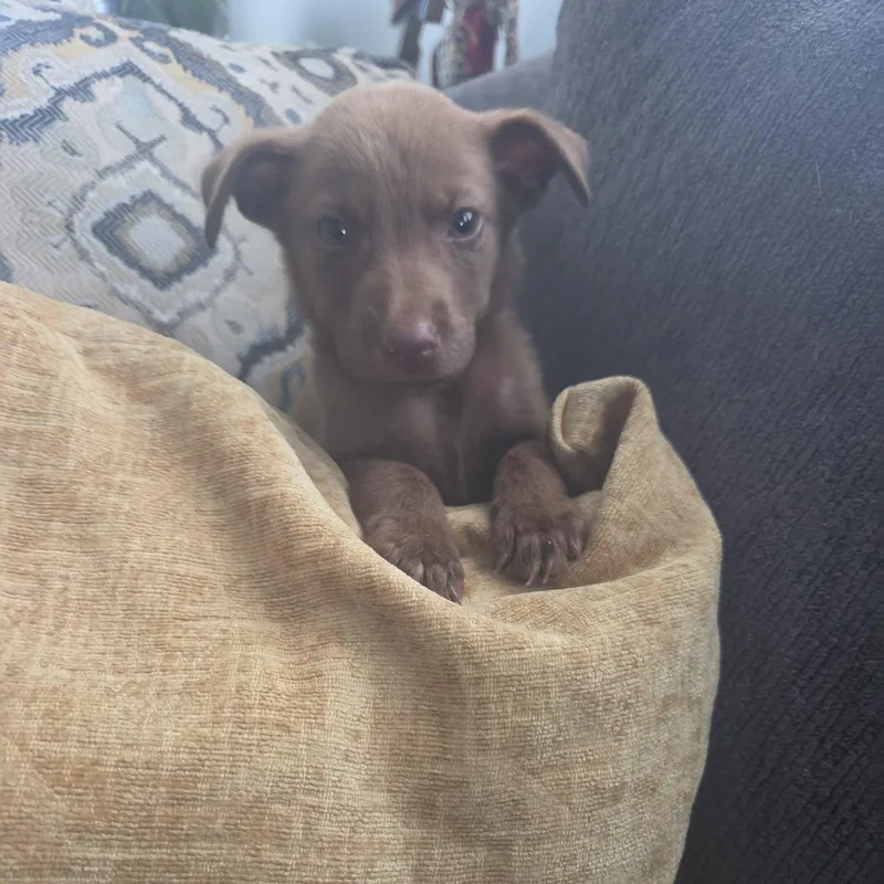 A baby medium-sized male Terrier dog named Lanie for adoption in Waxhaw, NC