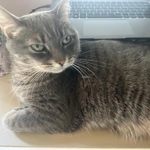 An adult large-sized female Gray / Blue / Silver Domestic Short Hair cat named Misty for adoption in Dearborn, MI