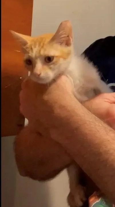 A young medium-sized female Orange & White American Shorthair cat named Small Pizza for adoption in Houston, TX
