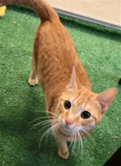 A young medium-sized female Domestic Short Hair cat named Nyla for adoption in Lancaster, CA