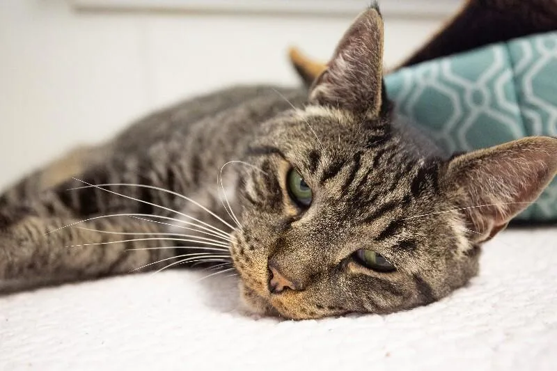 A senior medium-sized male Domestic Medium Hair cat named Scotty for adoption in Arlington, WA
