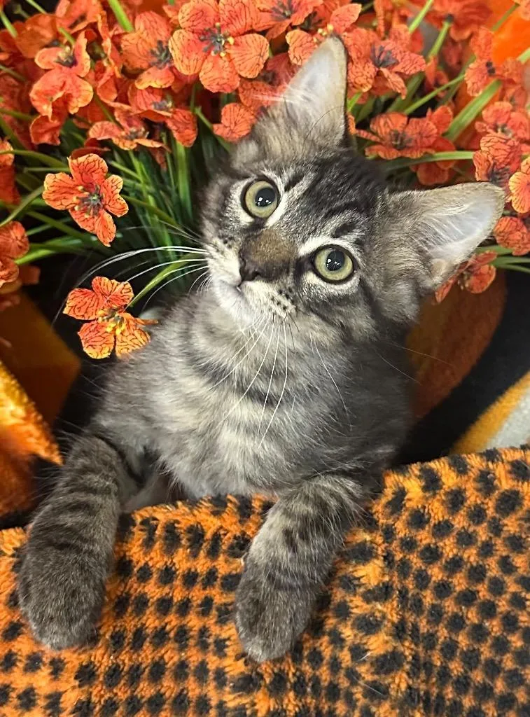 A baby small-sized male Domestic Medium Hair cat named Bogey for adoption in Stillwater, OK