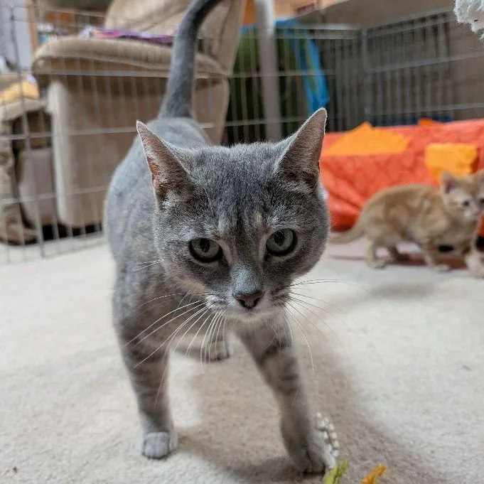 An adult medium-sized female Tabby (Gray / Blue / Silver) Domestic Short Hair cat named Lira for adoption in Lake Orion, MI