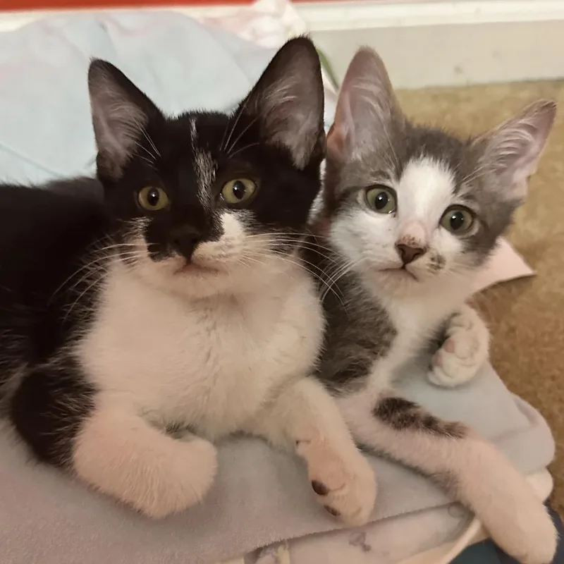 A baby small-sized male Black Domestic Short Hair cat named Jones for adoption in Brownsboro, AL