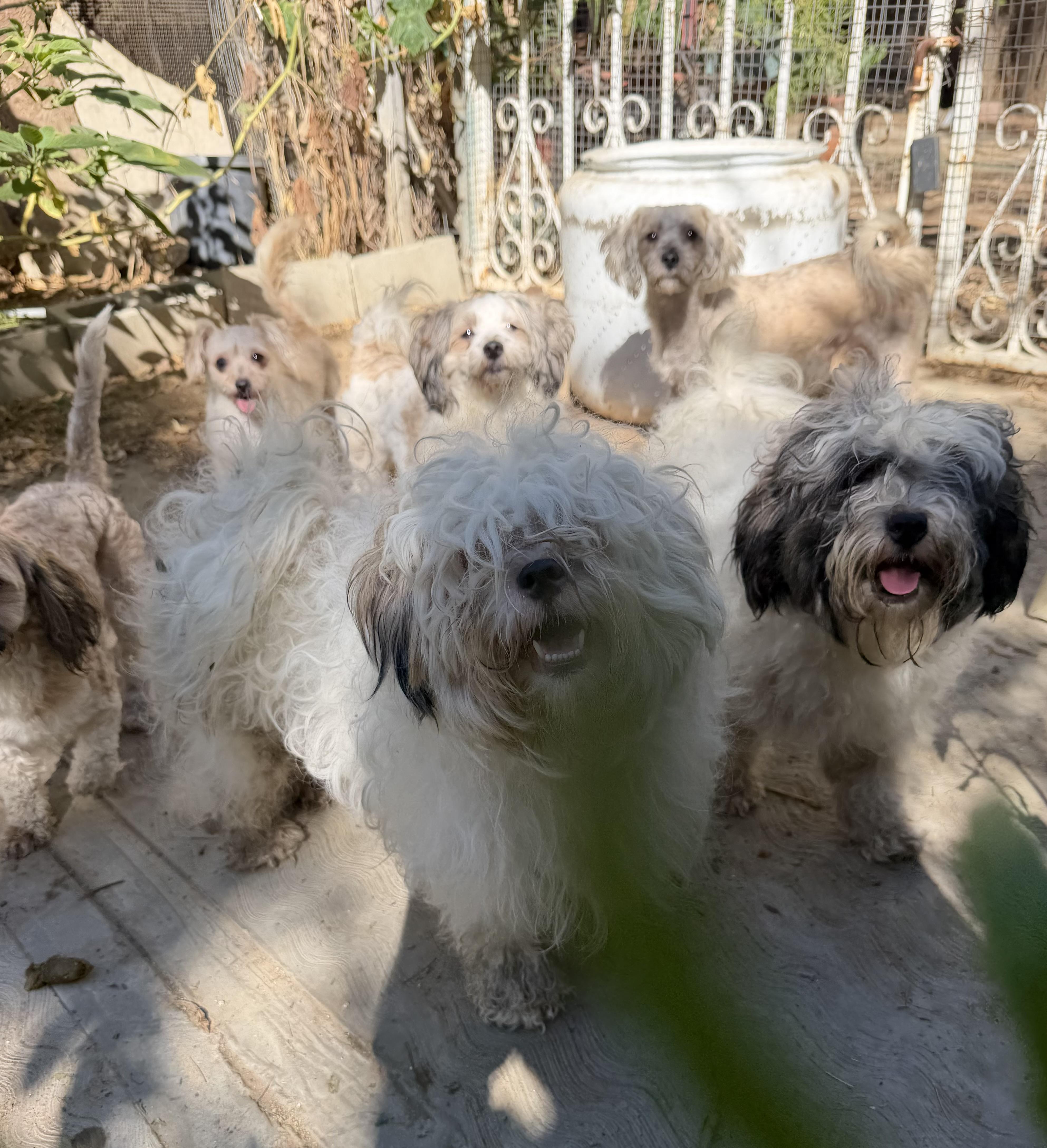 A young small-sized male Lhasa Apso dog named Denis for adoption in Encino, CA