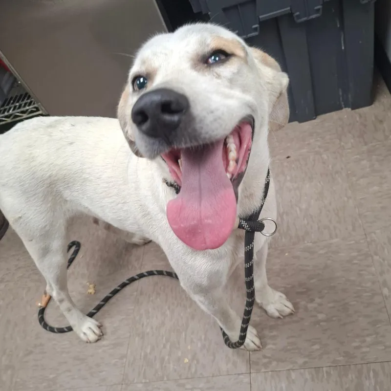 An adult medium-sized male Yellow / Tan / Blond / Fawn Hound dog named Bucky for adoption in Washington, DC