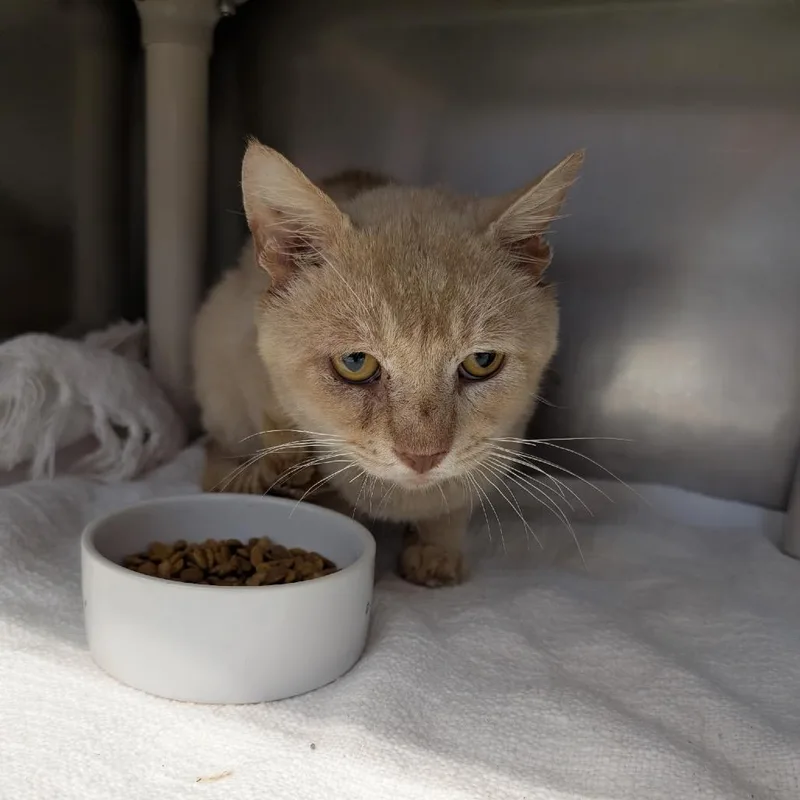 An adult medium-sized male Orange / Red Domestic Short Hair cat named Orange Theory John for adoption in Austin, TX