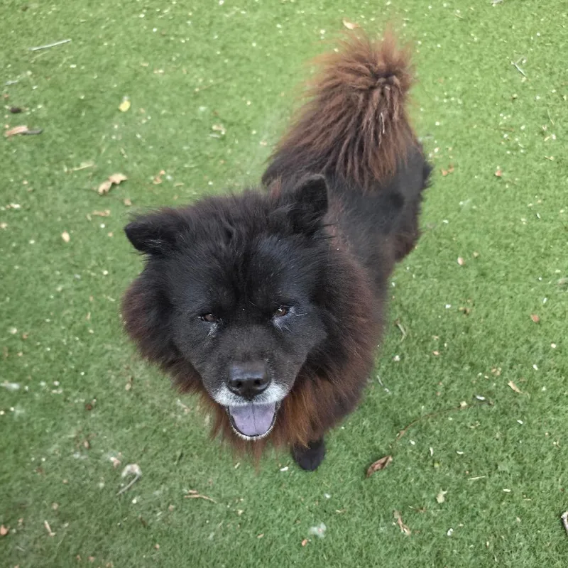 An adult medium-sized male Chow Chow dog named Midnight JuM for adoption in Austin, TX