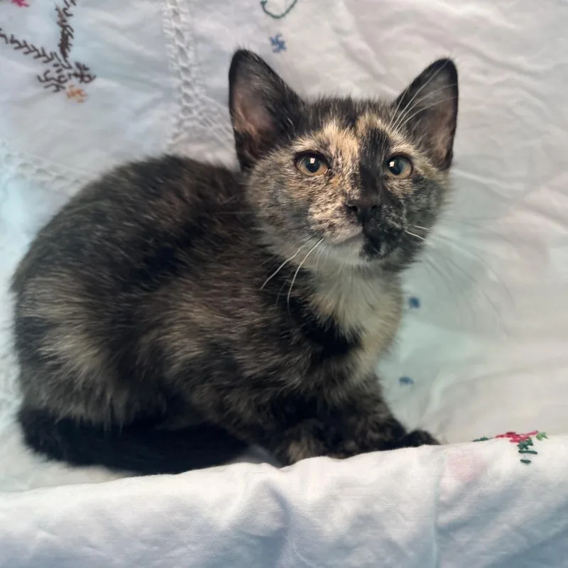 A baby small-sized female Black Domestic Short Hair cat named Vince Neil for adoption in Matteson, IL