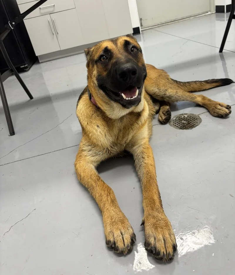A young medium-sized male German Shepherd Dog dog named Alistair for adoption in McFarland, CA