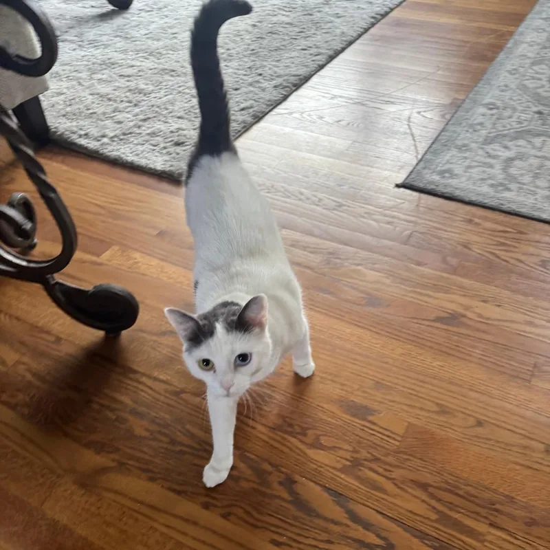An adult small-sized female White Domestic Short Hair cat named Sasha for adoption in Roanoke, VA