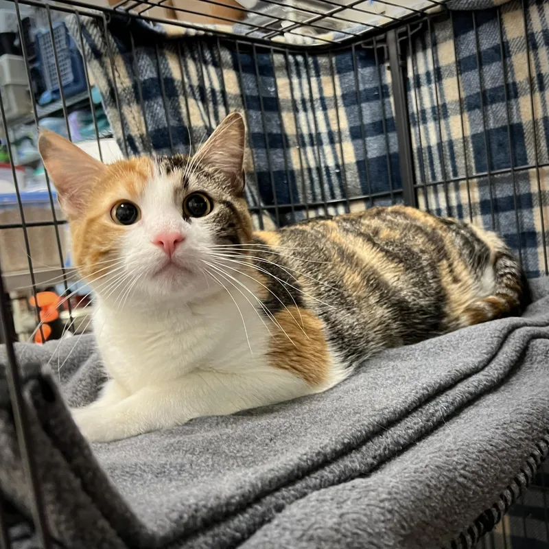 A young medium-sized female Calico cat named Lily for adoption in Overland Park, KS